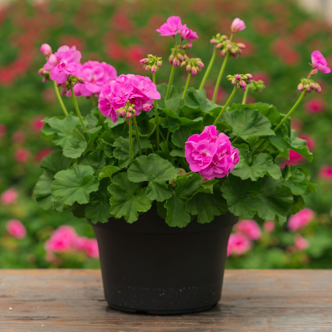 Geranium – Calliope Large Lavender – 10″ Patio Pot